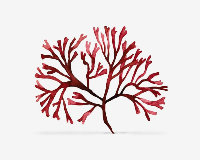Extrakt Chondrus Crispus
